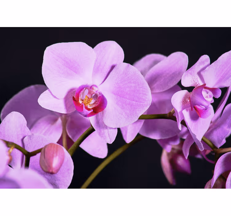 Mural de orquídeas flores de orquídea elegantes - TenVinilo