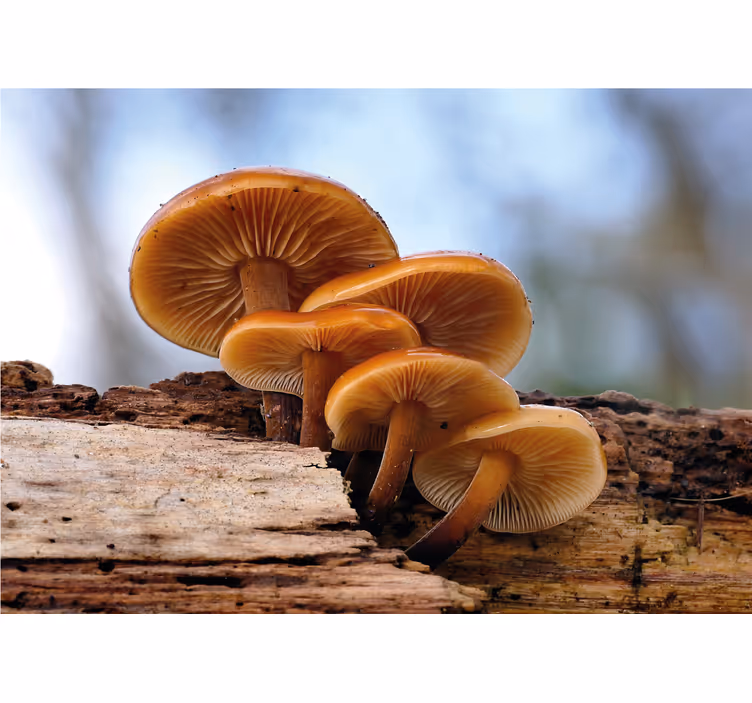 Fotomural naturaleza Setas silvestres de cáscara de naranja - TenVinilo