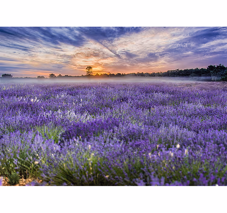 Mural de flores campo de lavanda al atardecer - TenVinilo