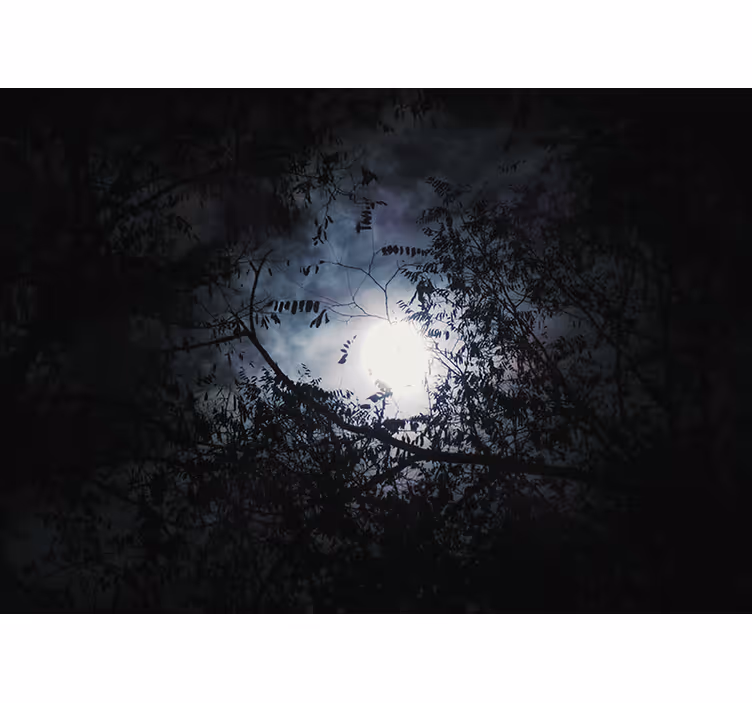 Mural de naturaleza ramas a la luz de la luna - TenVinilo