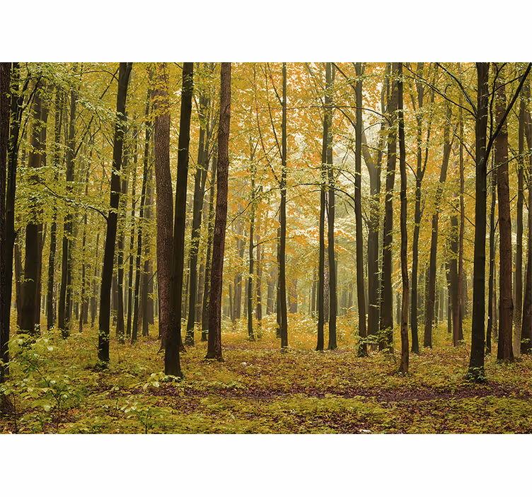 Mural de bosque paisaje boscosa en otoño - TenVinilo