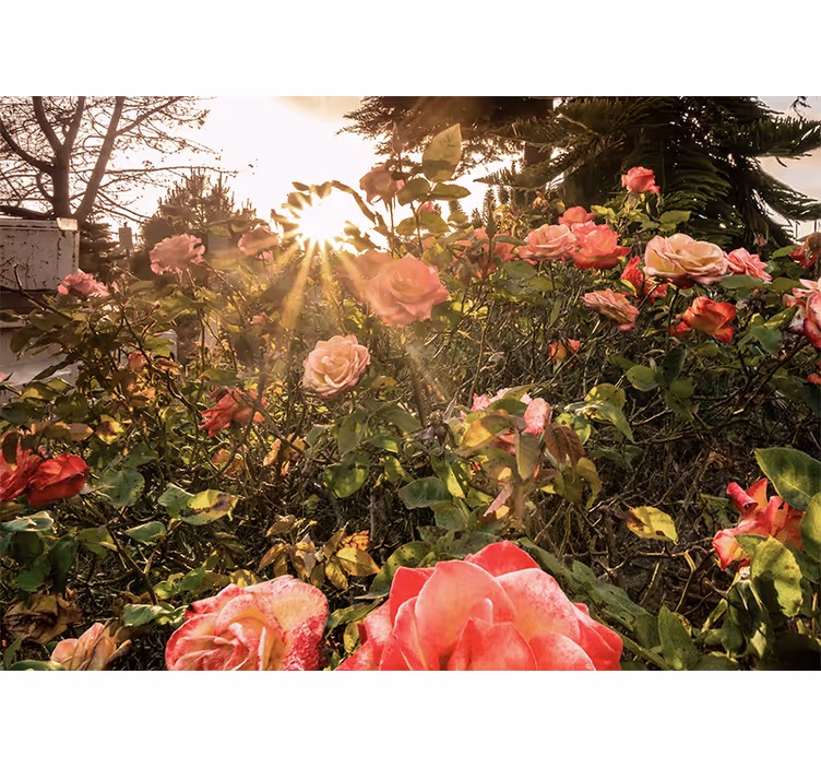 Mural de flores jardín de rosas soleadas - TenVinilo