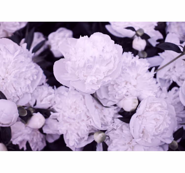 Mural de flores pétalos de peonía lavanda - TenVinilo