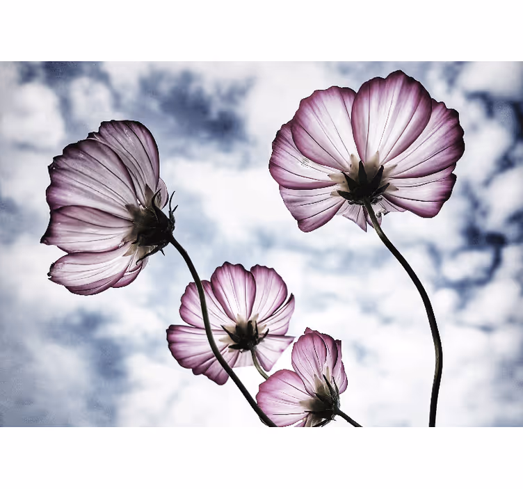 Fotomural flores Elegante diseño de flor de cosmos púrpura - TenVinilo