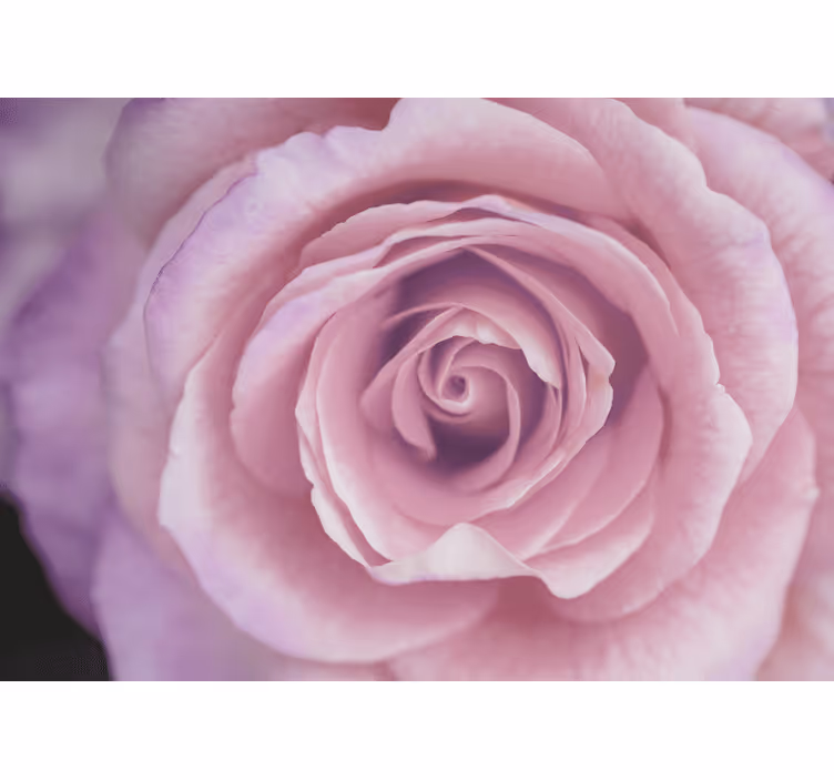 Fotomural de rosas Elegante diseño de rosa gigante - TenVinilo