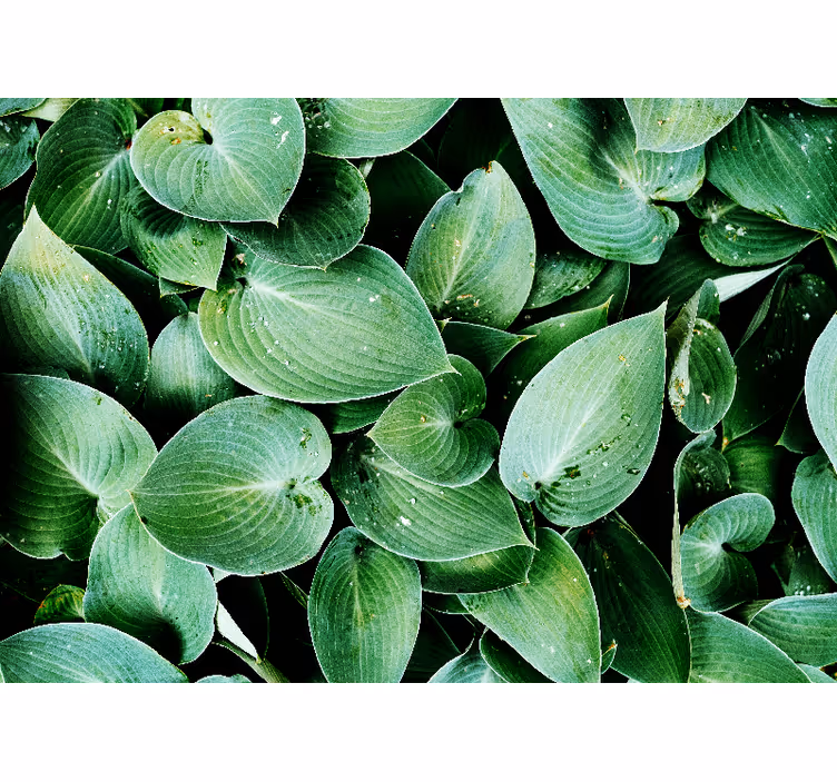 Fotomural naturaleza Hoja verde 'follaje' - TenVinilo