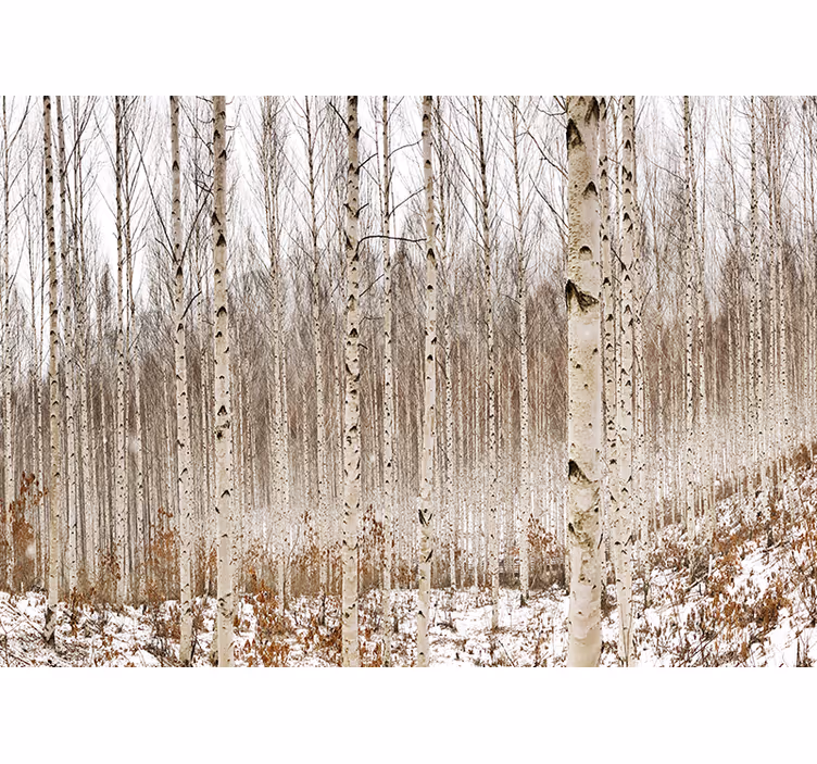 Mural de bosque bosque de abedules nevado - TenVinilo
