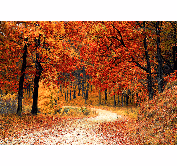 Mural de naturaleza sendero del bosque en otoño - TenVinilo