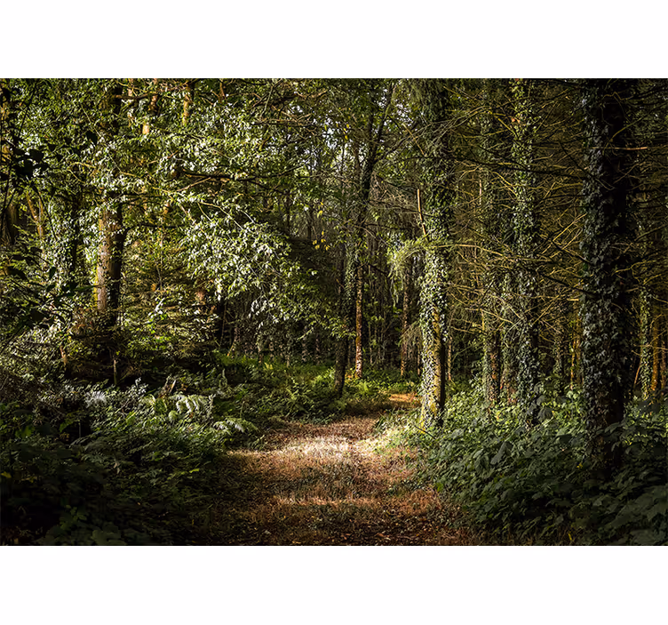 Fotomural naturaleza Camino arbolado en el bosque - TenVinilo