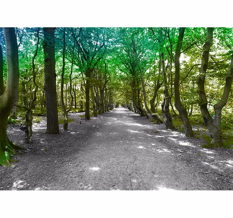 Fotomural de bosque Camino forestal verde soleado - TenVinilo