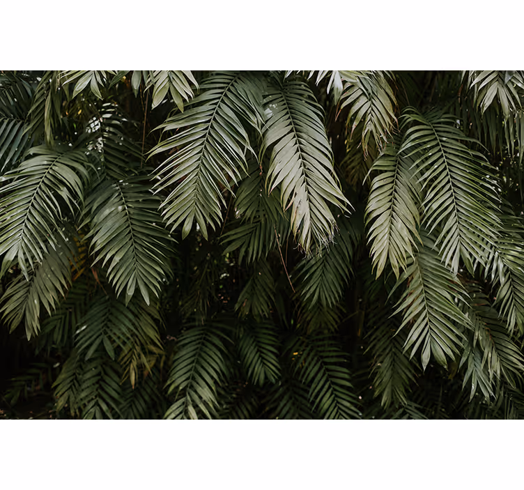 Fotomural naturaleza Textura de hojas de palmera verde - TenVinilo
