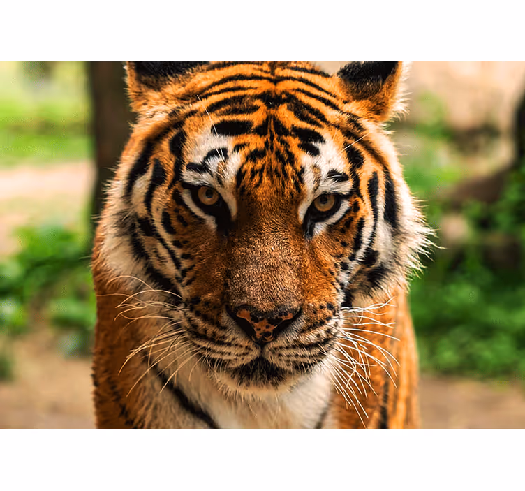 Mural de animales imagen de tigre real - TenVinilo