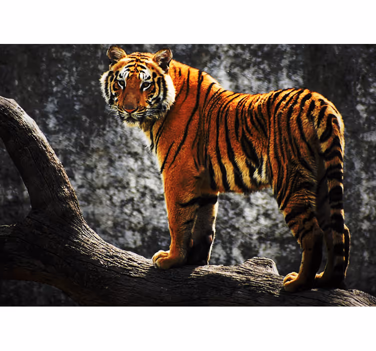 Mural de animales tigre real en postura regal - TenVinilo