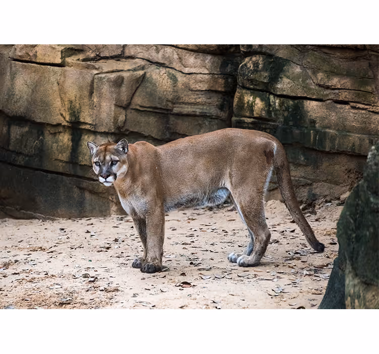 Fotomural animale Pantera florida en la selva - TenVinilo