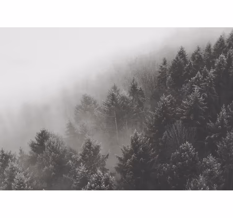 Fotomural 3D Bosque con pinos blancos - TenVinilo