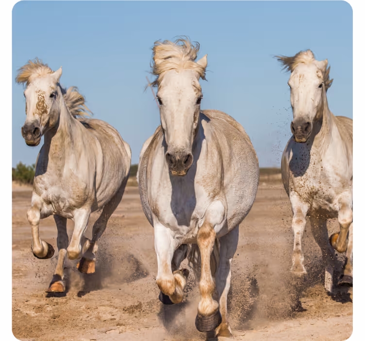 Posavasos moderno caballos blancos galopantes - TenVinilo