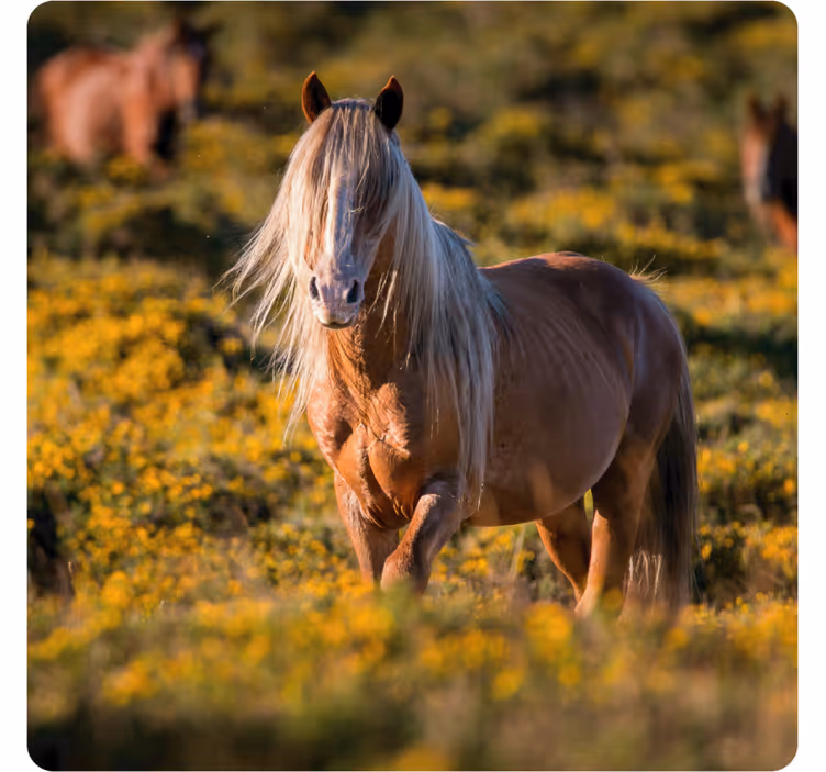 Posavasos moderno caballo majestuoso en el campo - TenVinilo
