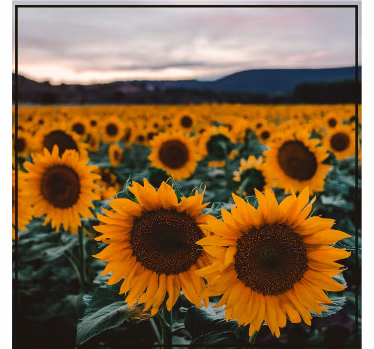 Posavasos personalizable campo de girasoles - TenVinilo