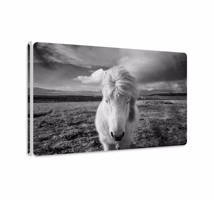 Cuadro caballos caballo blanco - TenVinilo