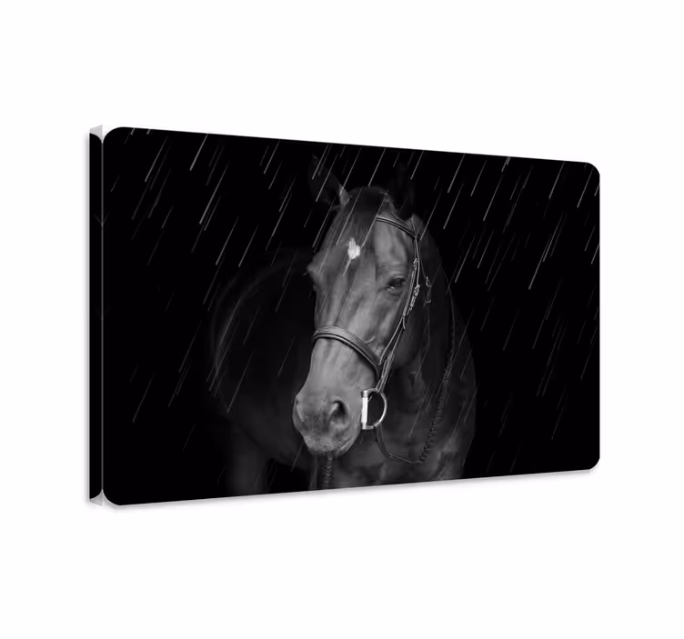 Cuadro caballos caballo digno bajo la lluvia - TenVinilo