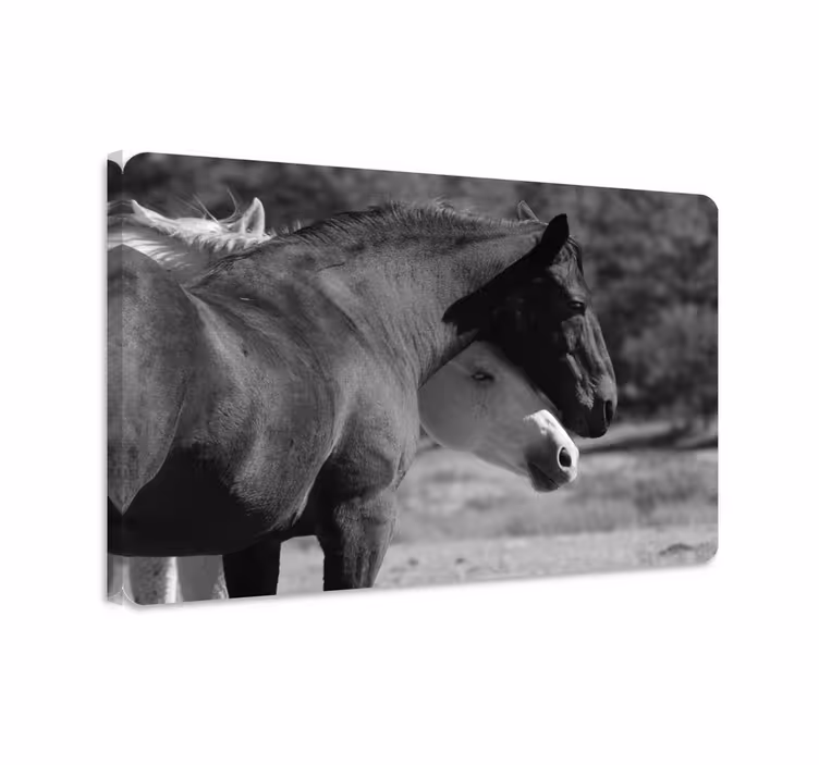 Cuadro caballos abrazando en blanco y negro - TenVinilo