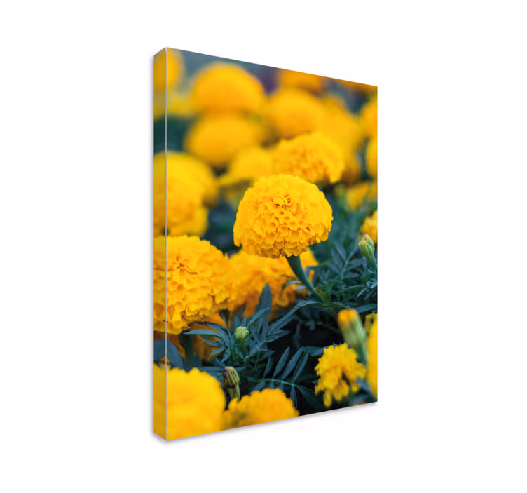 Cuadro de flores flores de caléndula amarillas - TenVinilo