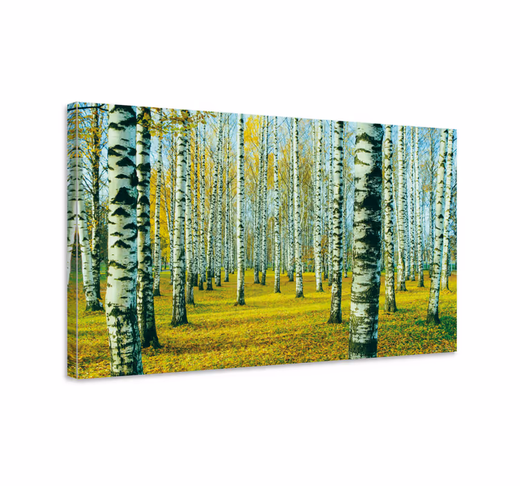 Cuadro de árboles bosque de abedules en otoño - TenVinilo