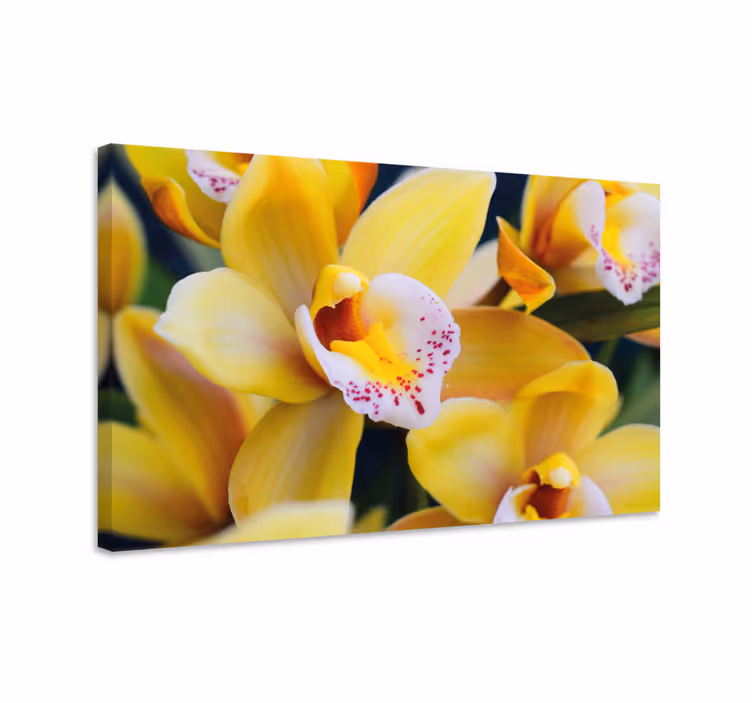 Cuadro de flores orquídeas vibrantes - TenVinilo