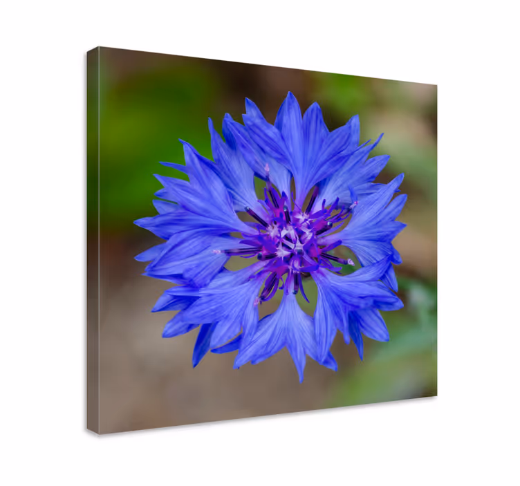 Cuadro de flores floración de flores azules - TenVinilo