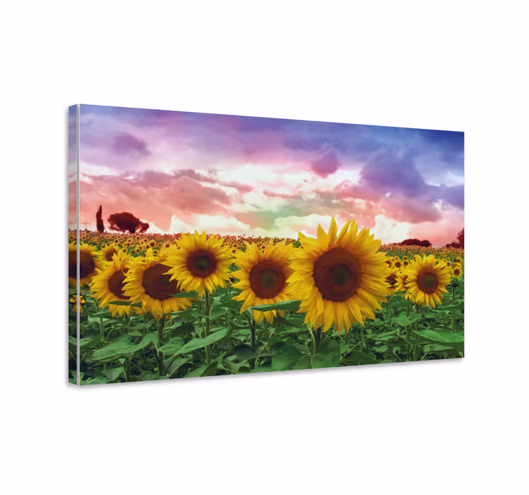Cuadro de flores Campo de girasoles cielo colorido - TenVinilo