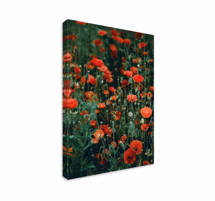 Cuadro de flores Amapola y pequeñas flores blancas - TenVinilo