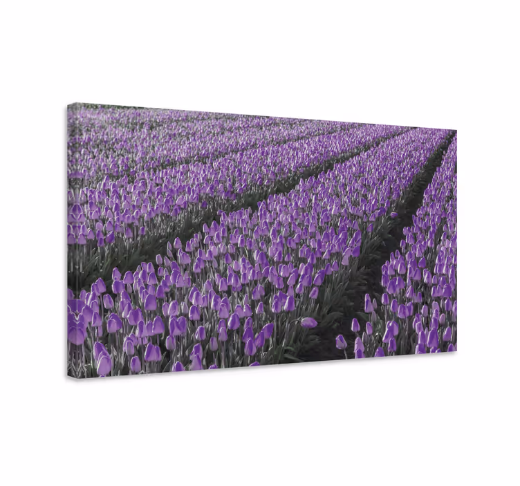 Cuadro de flores campo de tulipanes morados - TenVinilo