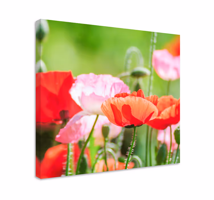 Cuadro de flores Mar rosa y rojo de amapolas - TenVinilo