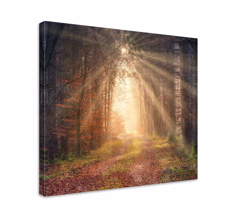 Cuadro paisajes Caminando hacia la luz - TenVinilo