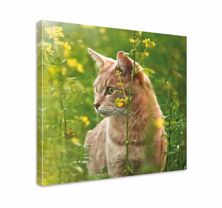 Cuadro de gatos gato curioso paseando - TenVinilo