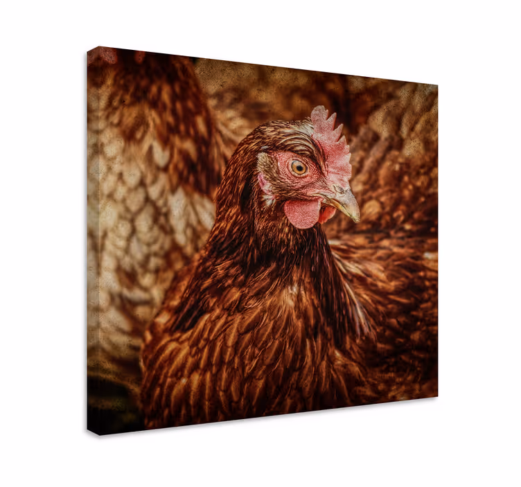 Cuadro aves Pollo marrón serio - TenVinilo