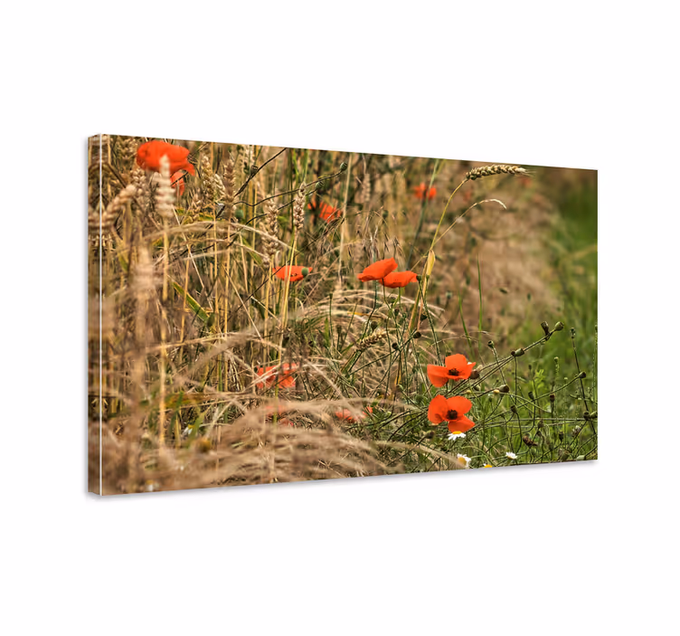 Cuadro de flores campo de amapolas vibrante - TenVinilo