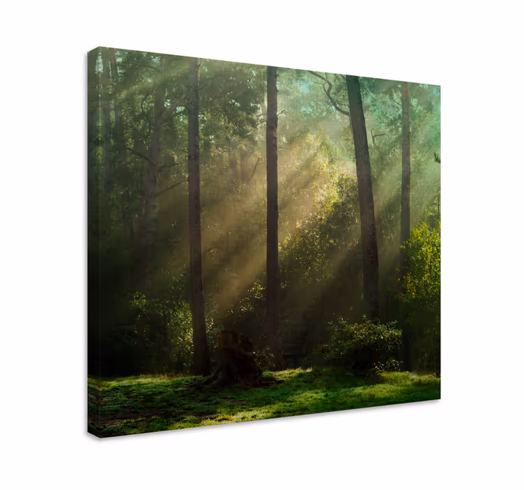 Cuadro paisajes Bosque verde profundo con luz solar - TenVinilo