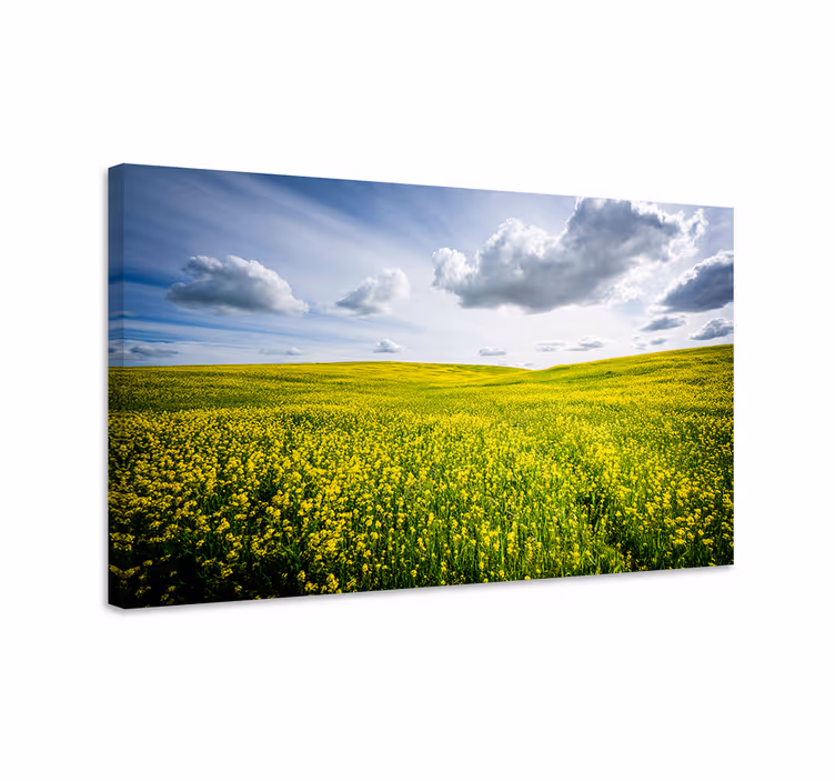 Cuadro paisajes Campo de flores amarillas - TenVinilo