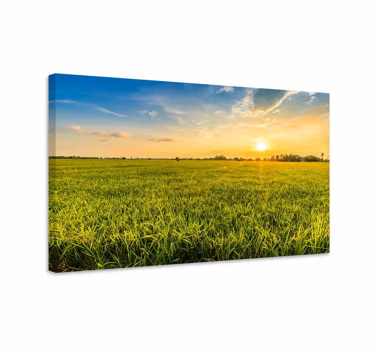 Cuadro paisajes Campo de hierba fotografía estética - TenVinilo