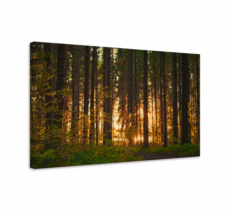 Cuadro paisajes paisaje forestal iluminado - TenVinilo
