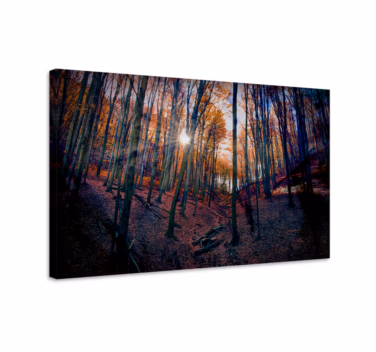Cuadro paisajes brillo del bosque en otoño - TenVinilo