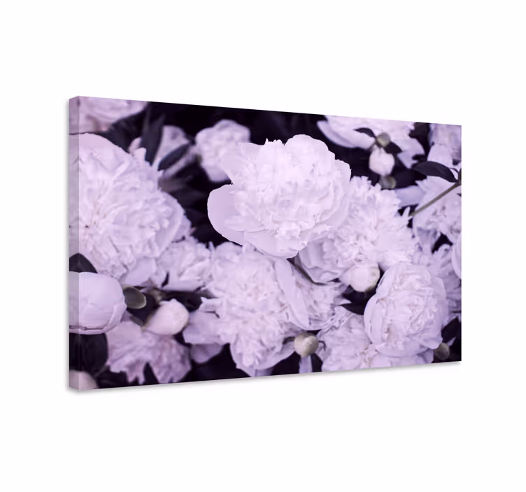 Cuadro de flores pivones morados en flor - TenVinilo