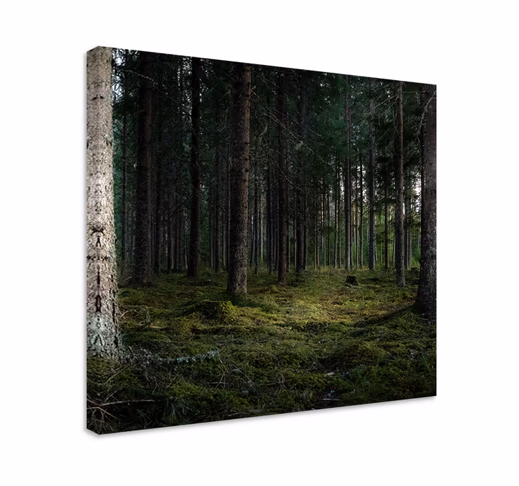 Cuadro árboles árboles de "naturaleza" en el bosque - TenVinilo