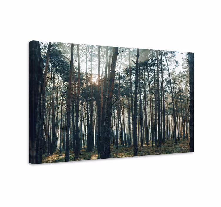 Cuadro paisajes Hermoso diseño de bosque de pinos - TenVinilo