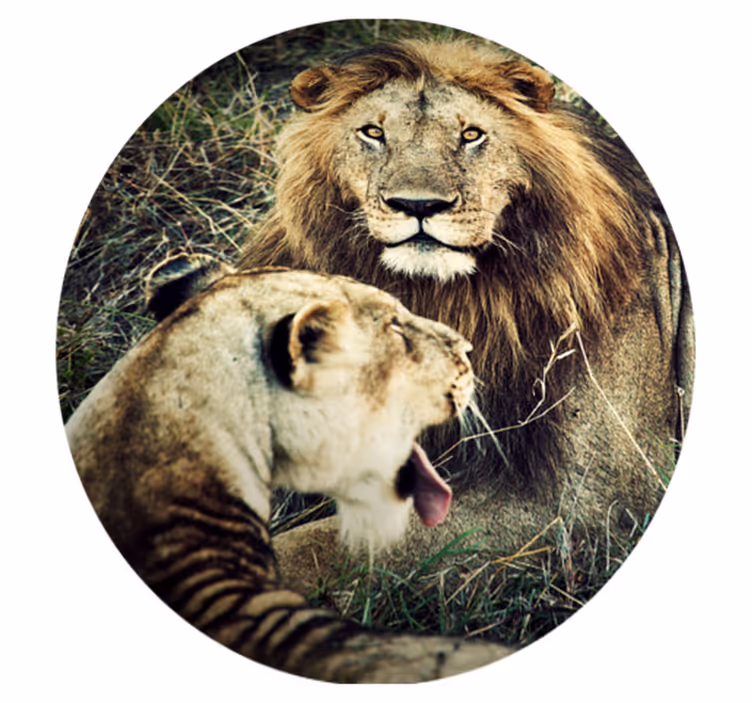 Aflombra vinílica animales majestuosa pareja de leones - TenVinilo