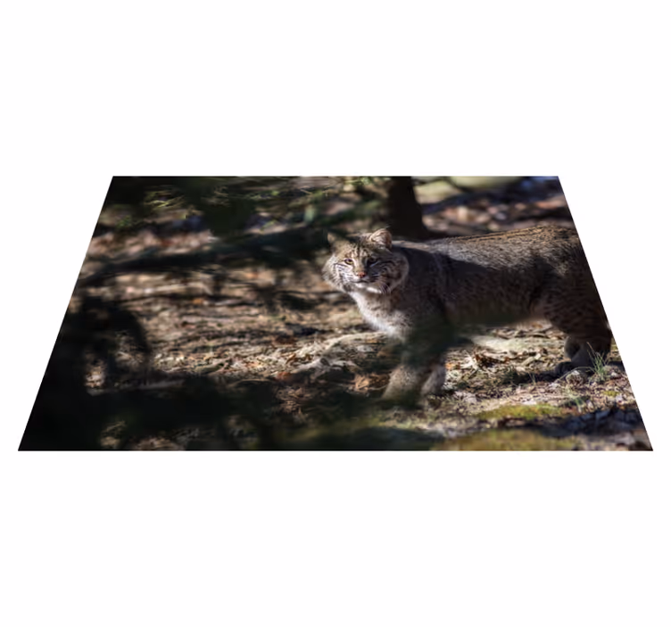Aflombra vinílica animales escena de gato salvaje - TenVinilo