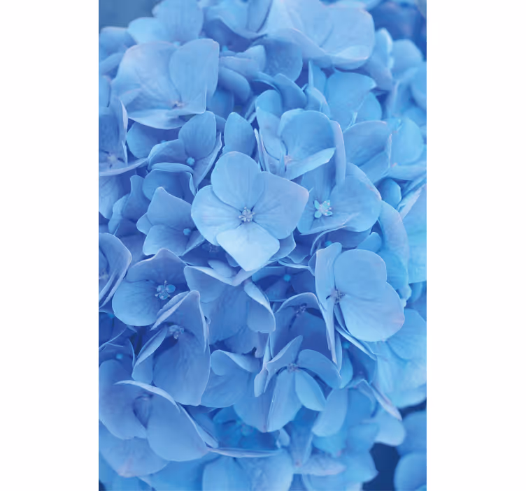 Papel tapiz flores hortensia - TenVinilo