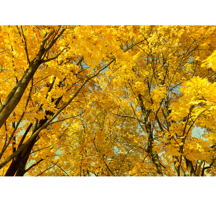 Cortina roller amarilla hojas amarillas de otoño - TenVinilo