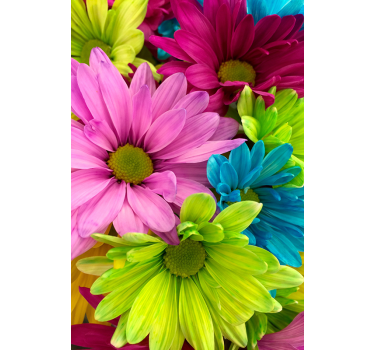 Cortina roller living comedor flores coloridas - TenVinilo